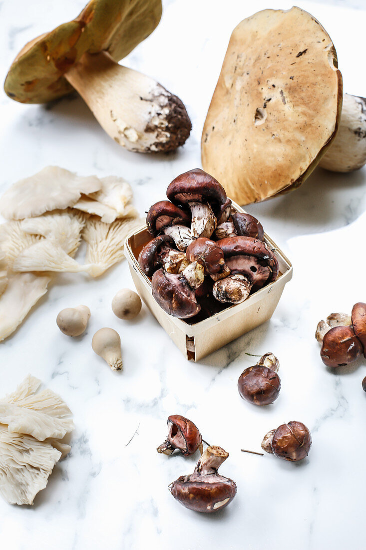 Various fresh, edible mushrooms