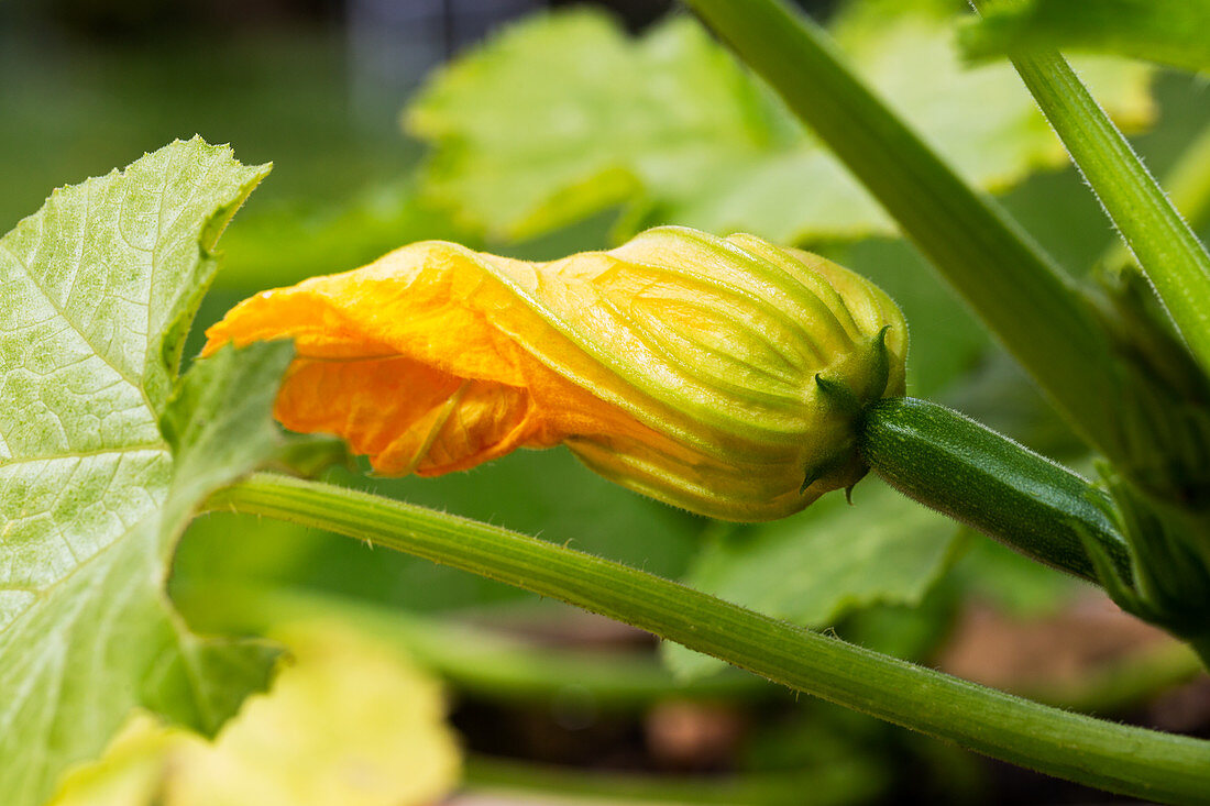 Courgette flower growing on plant