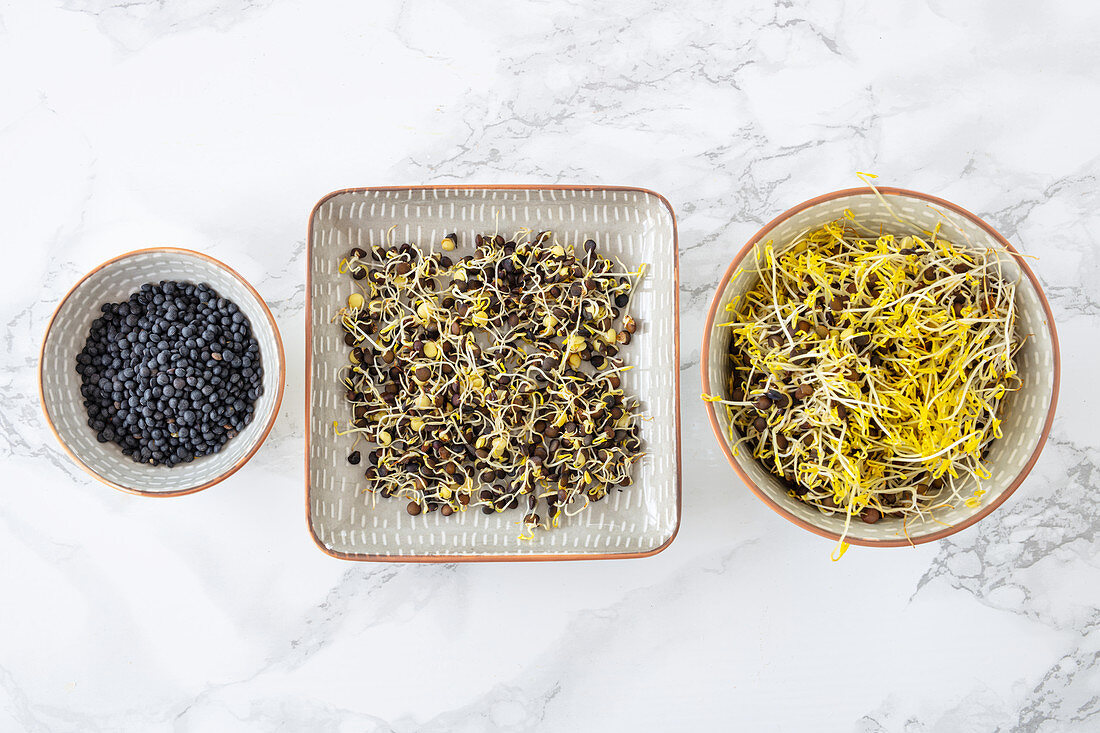 Beluga lentils, dried, sprouting and as shoots