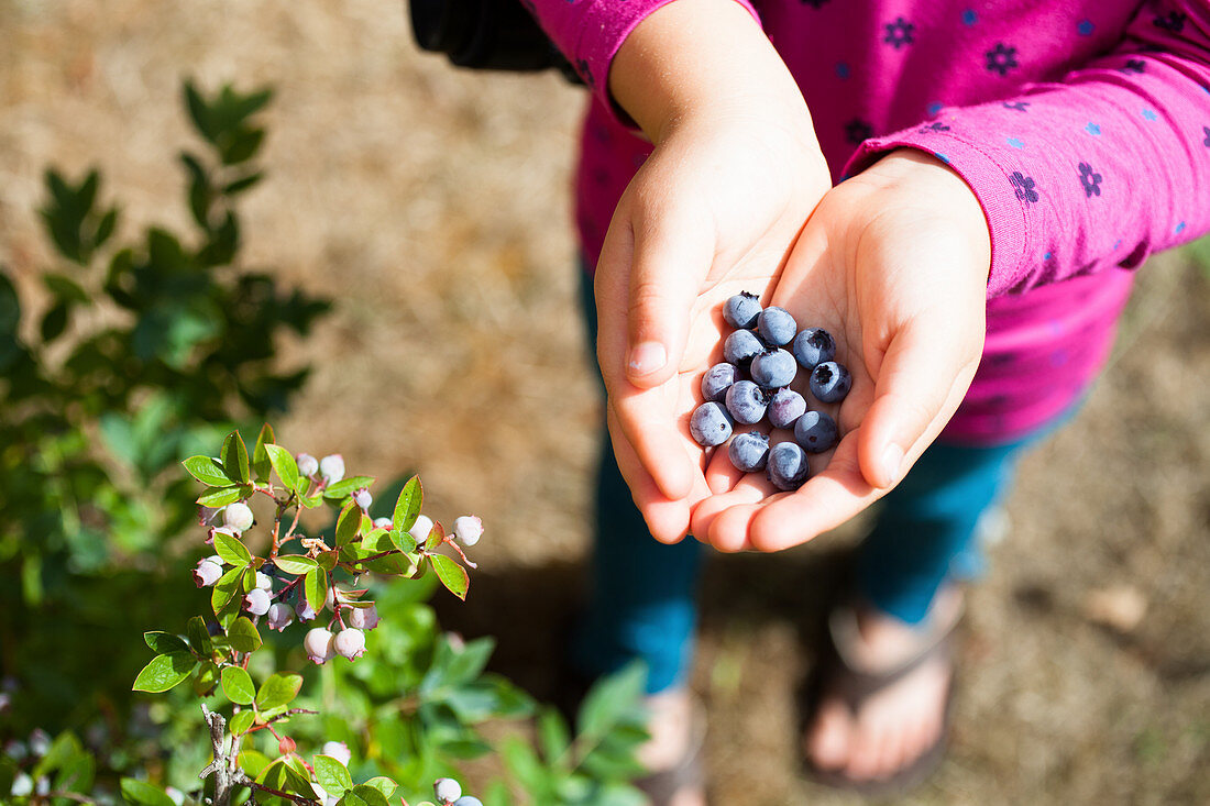 Hände halten Blaubeeren