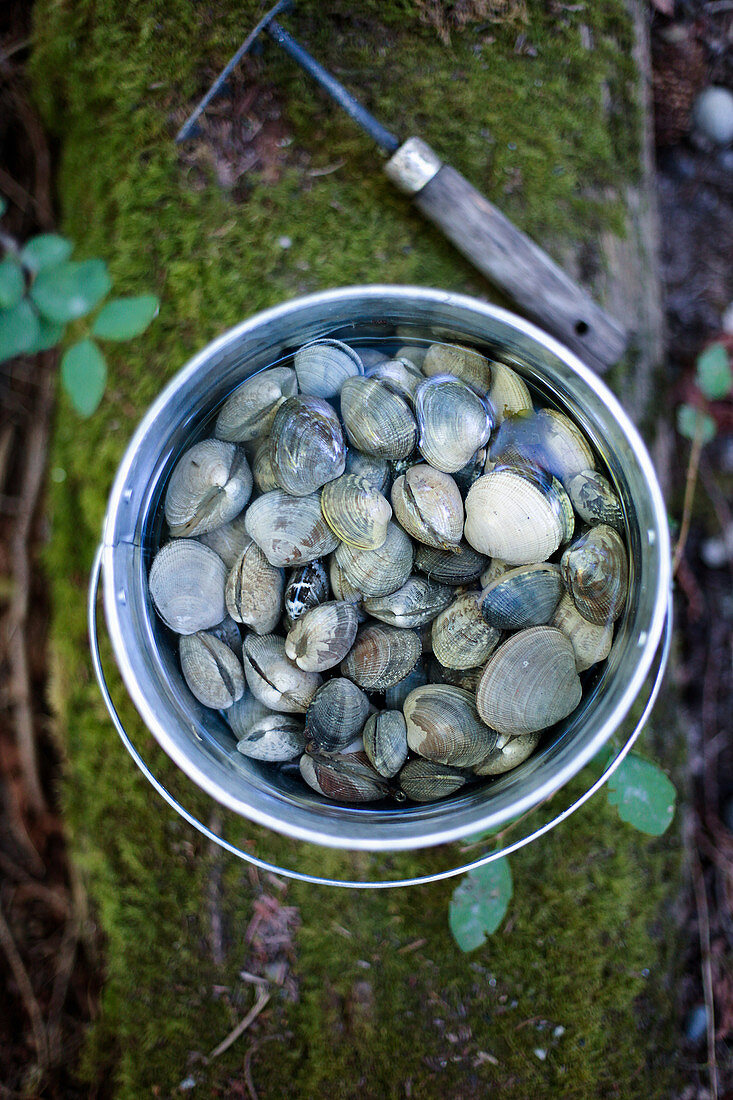 Fresh mussels in a bucket of water