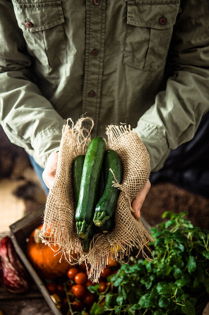 A farmer holding freshly harvested zucchinis