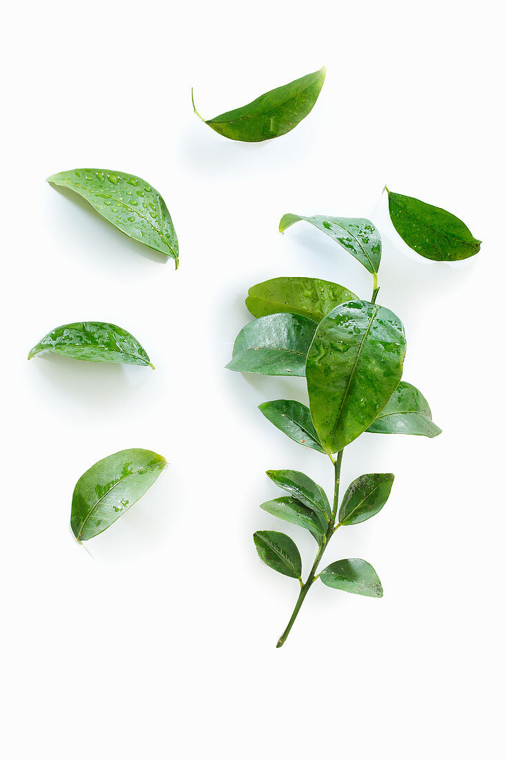 Kaffir lime leaves with water droplets