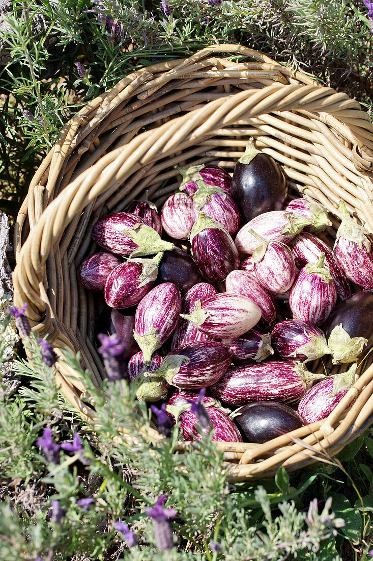 Freshly harvested mini aubergines in a wicker basket