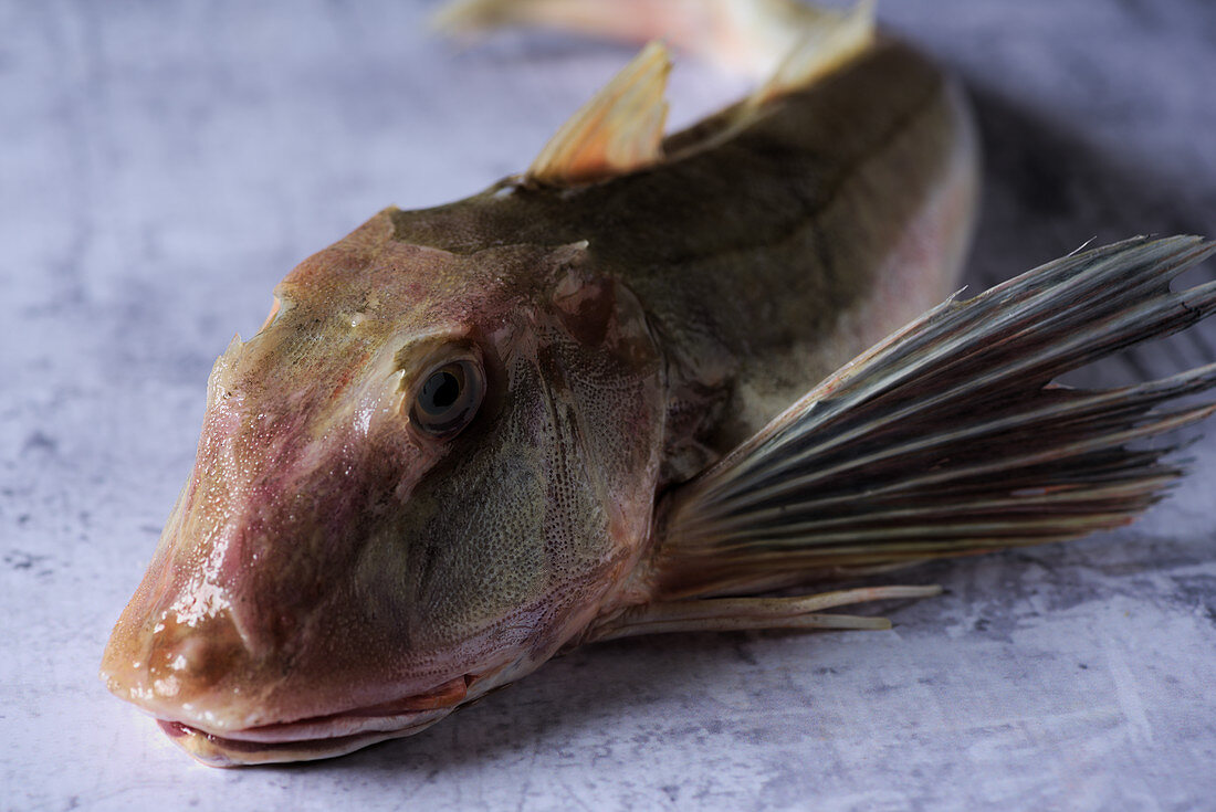 Fresh gurnard on a purple background