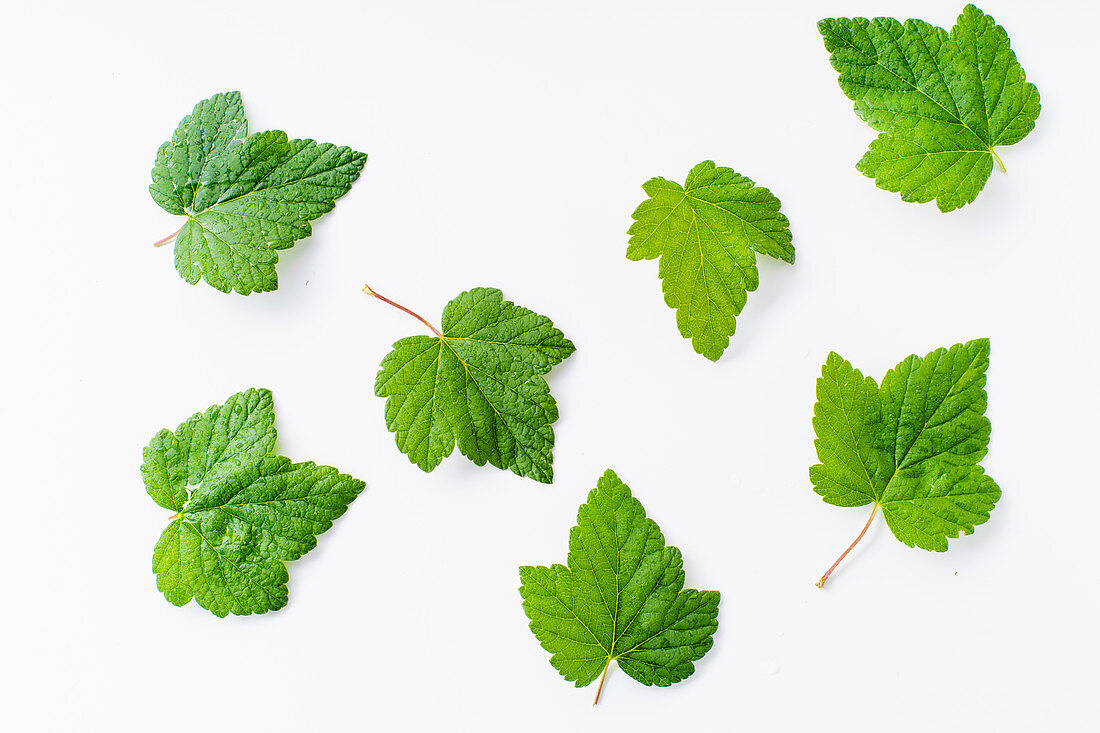 Blackcurrant leaves isolated on white background