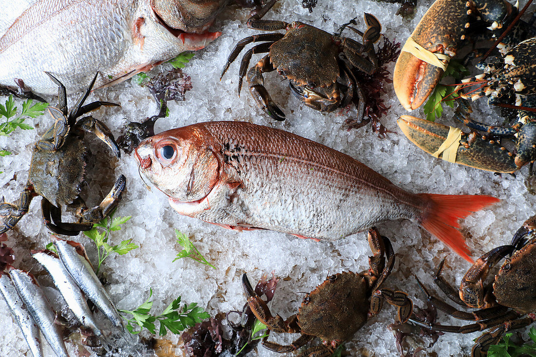 Big fish with red tail on ice cubes