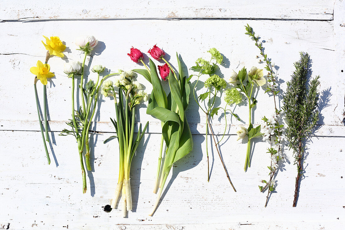 Narzisse, Ranunkel, Tazette, Tulpen, Schneeball, Christrose und Rosmarin