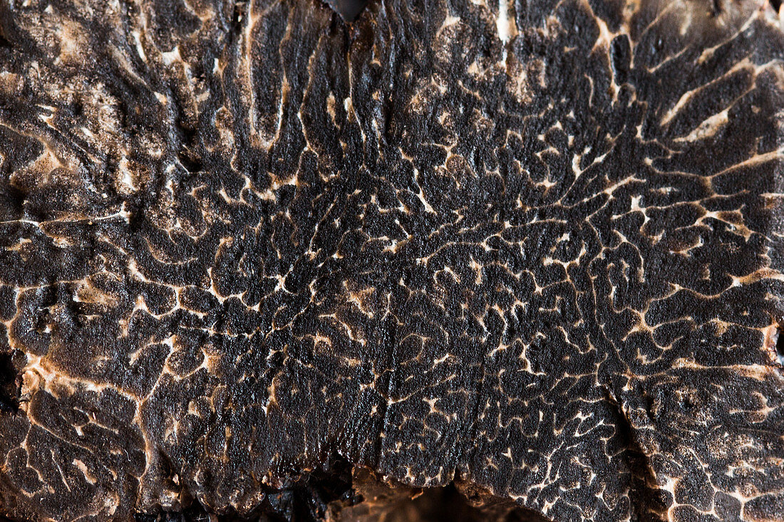 Black truffle, macro shot