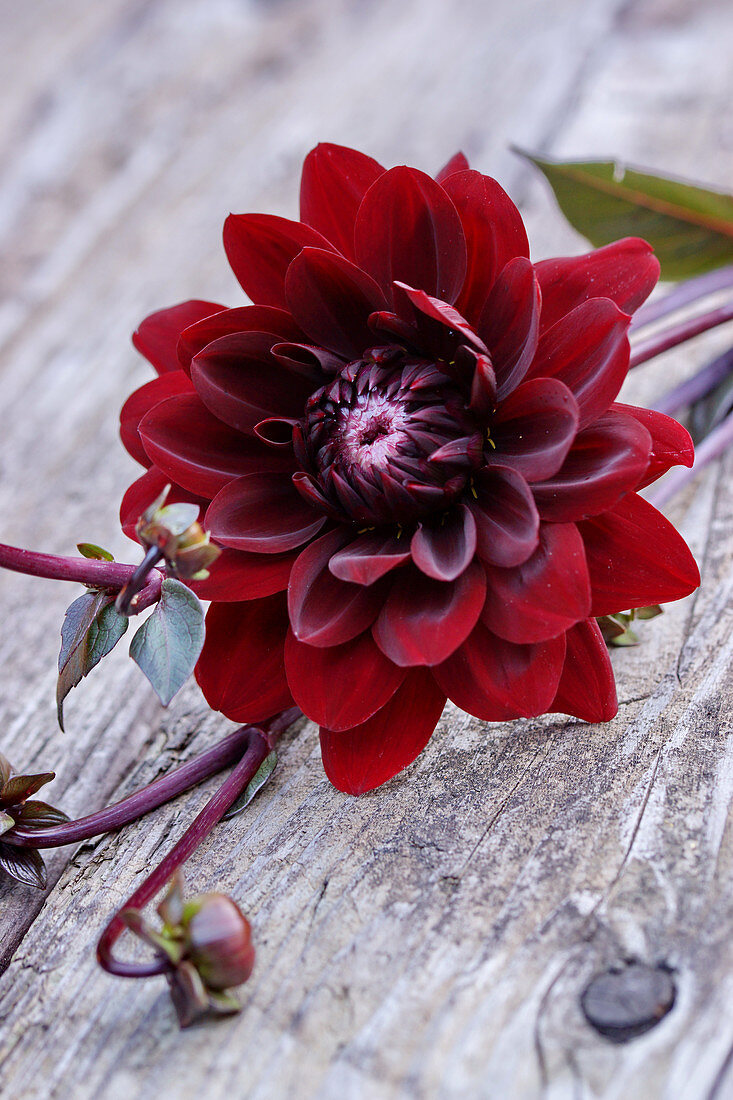 Deep red dahlia