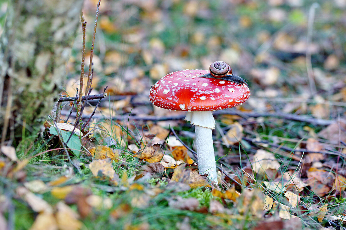 Fliegenpilz mit Schnecke auf Waldboden