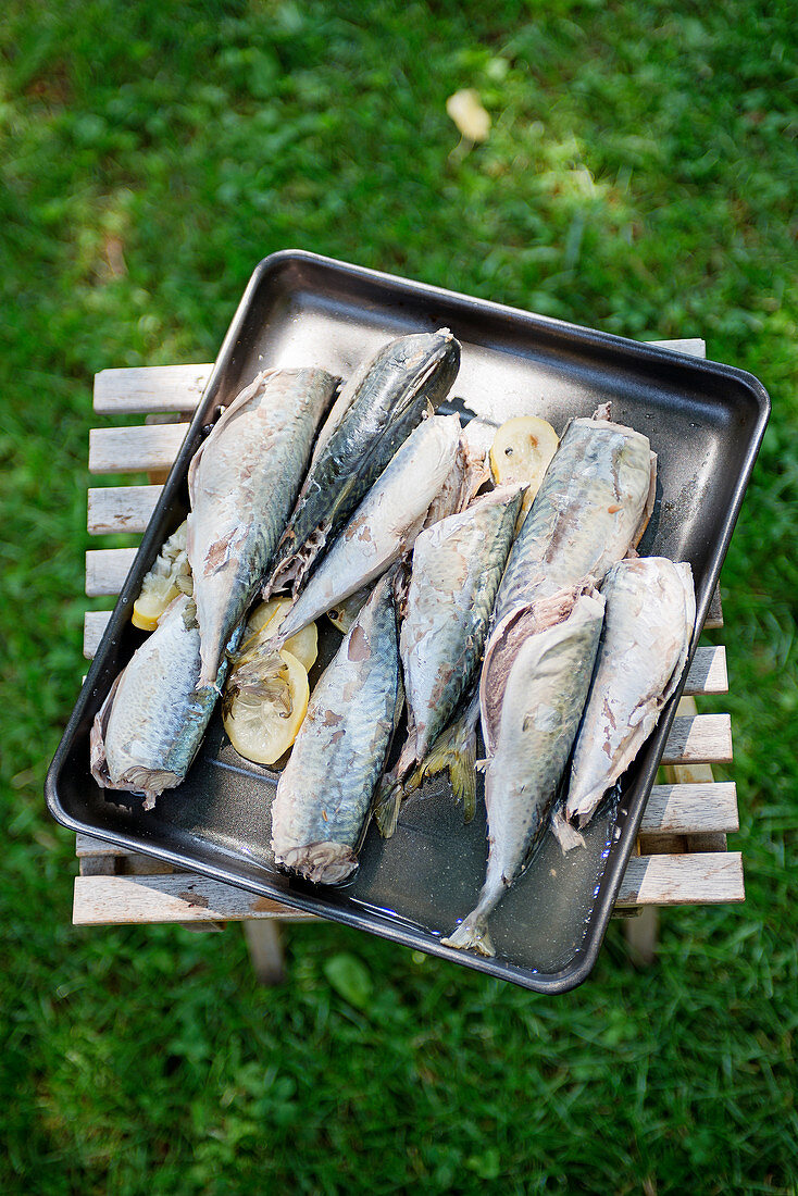 Frische Makrelenfilets auf Backblech