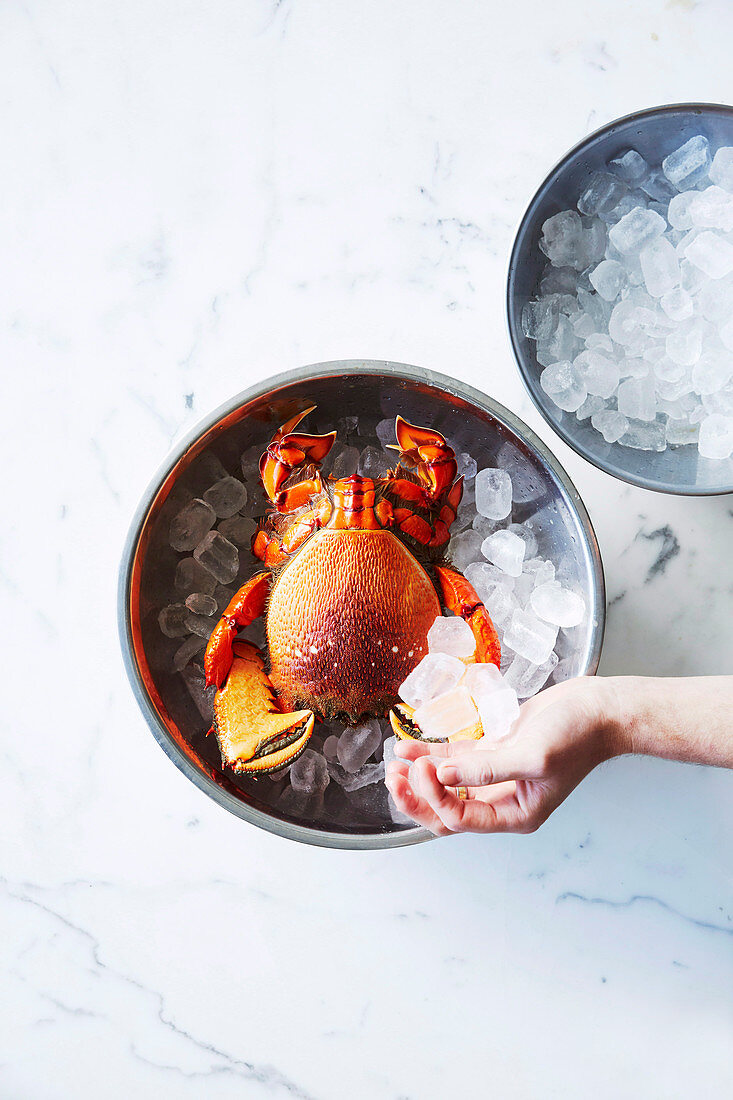 Spanner crab with ice cubes