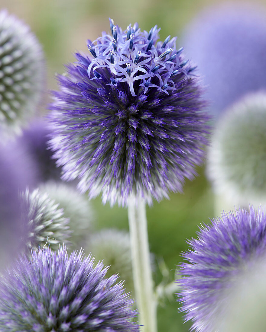 Echinops 'STE 164'