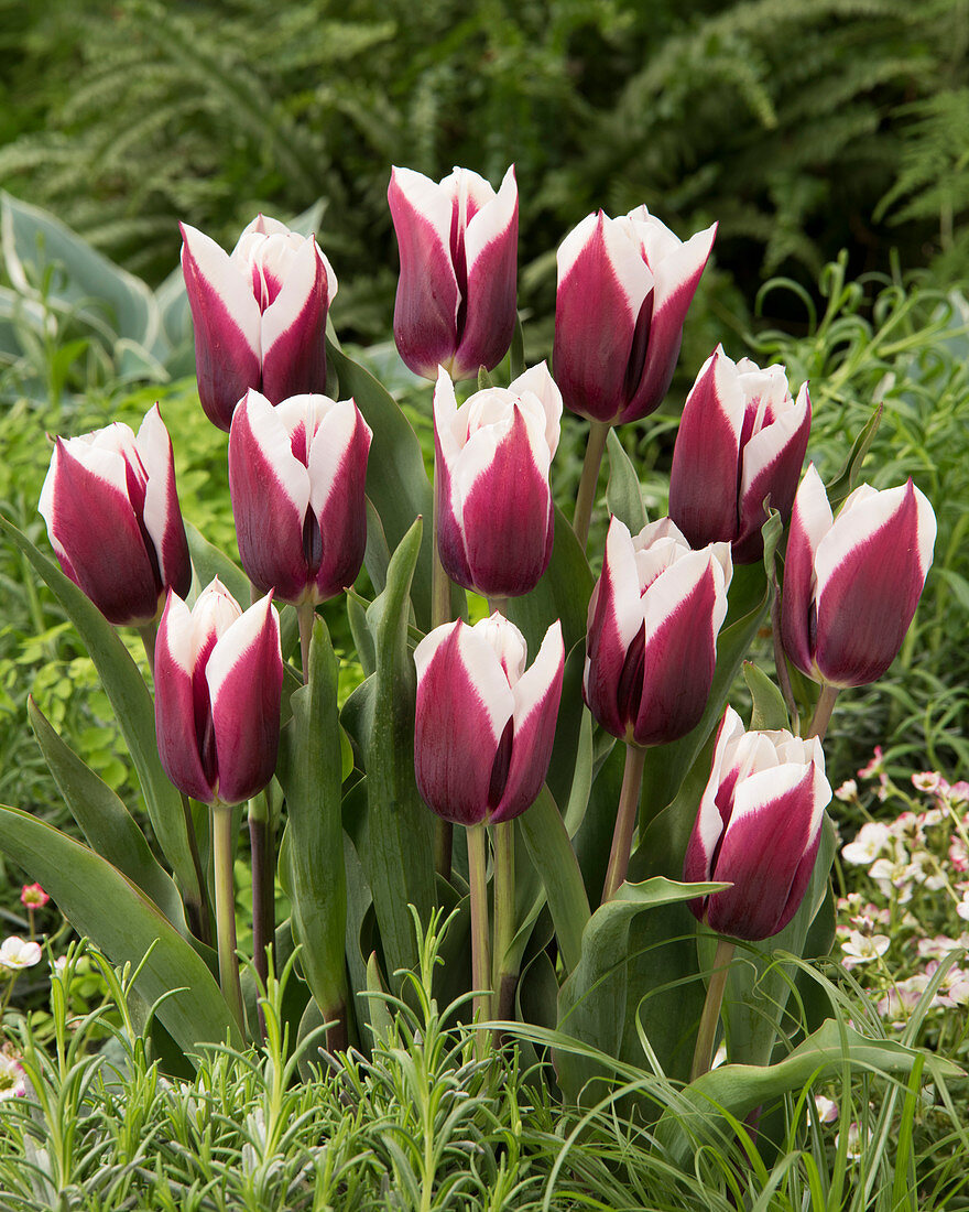 Tulipa 'Spitsbergen'