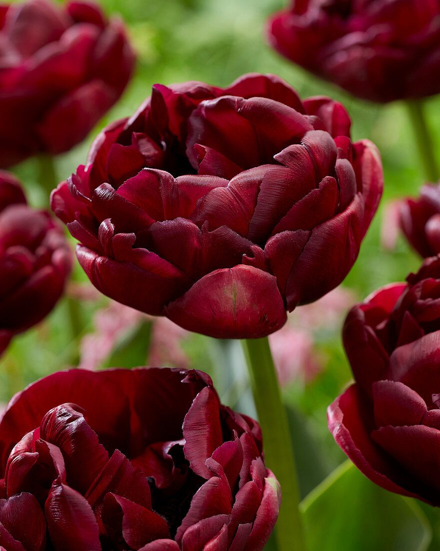 Tulipa '2W2'