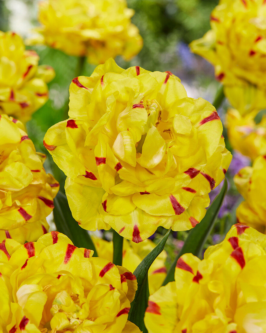 Tulipa 'Yellow Danceline'