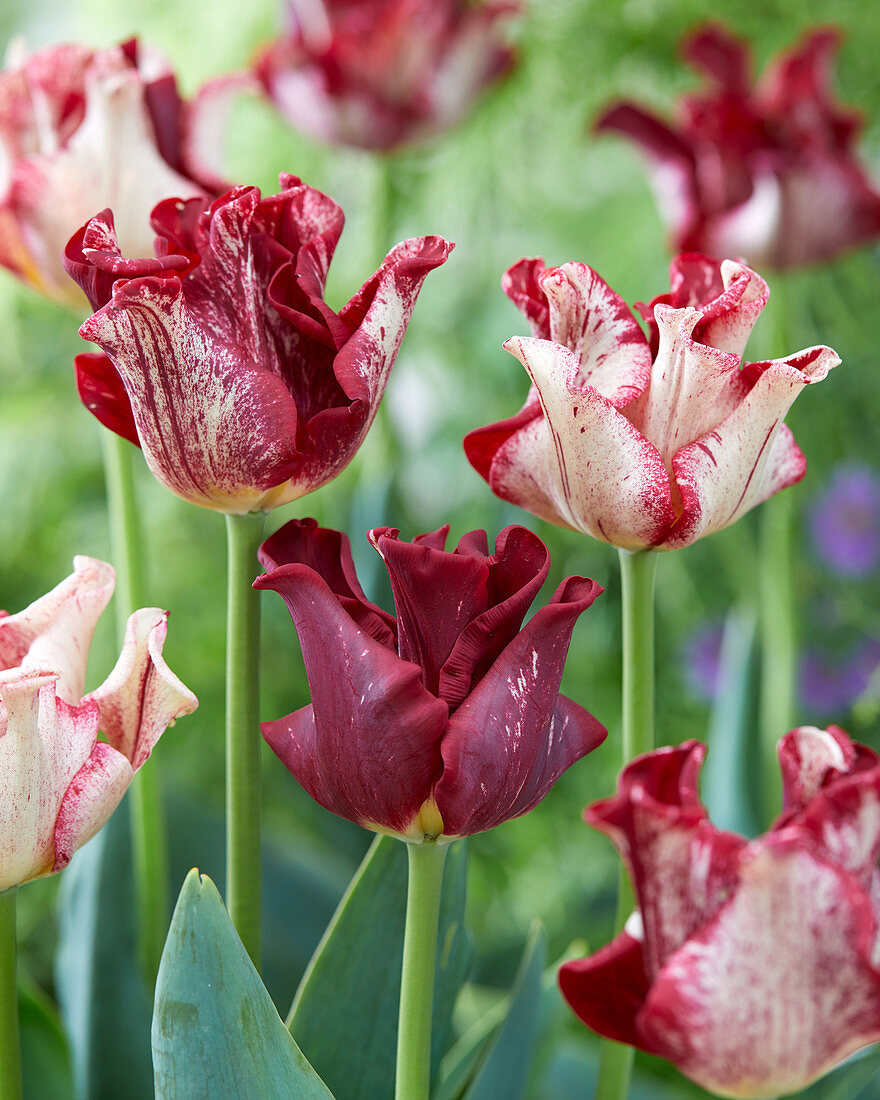 Tulipa Striped Crown