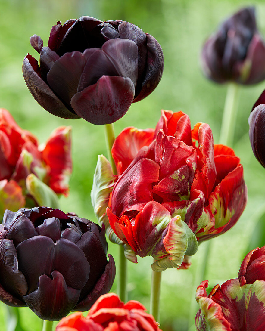 Tulipa 'Rococo Double', 'Black Hero'