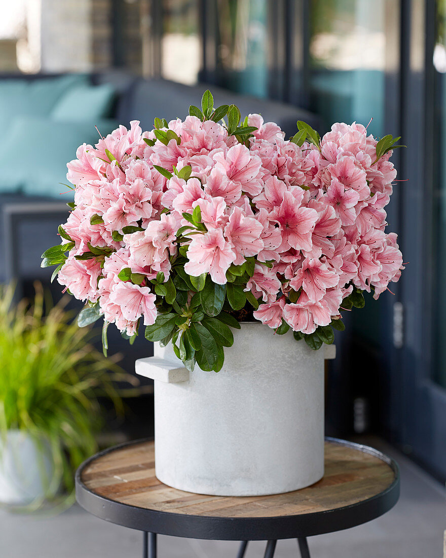 Rhododendron 'Encore' ® 'Sunburst'