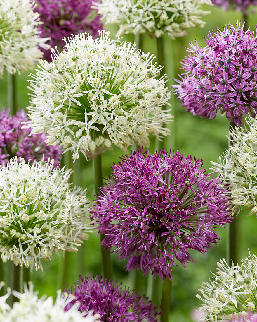 Allium mixed