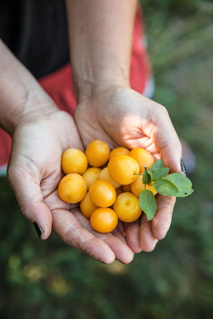 Hands holding fresh yellow plums