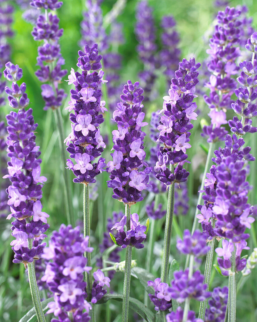 Lavandula angustifolia Havana