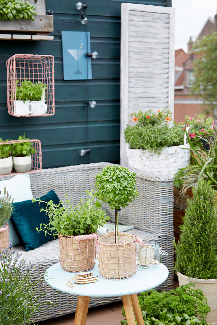 Herb collection on roof terrace