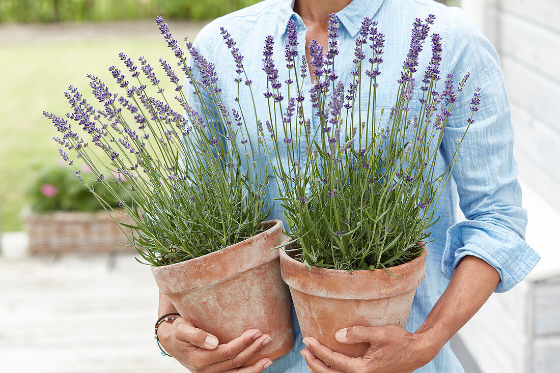 Lady holding lavender