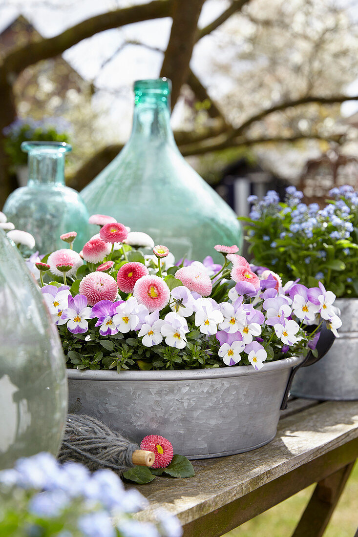 Bellis perennis, Viola