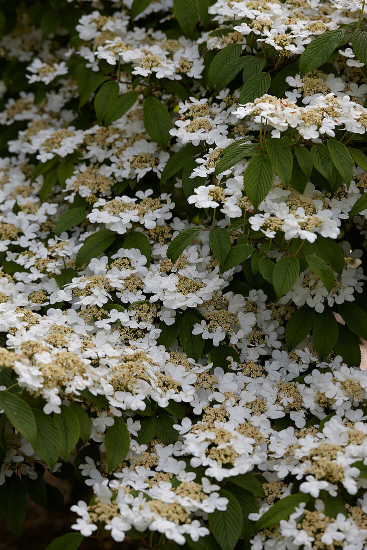 Viburnum plicatum 'Mariesii'