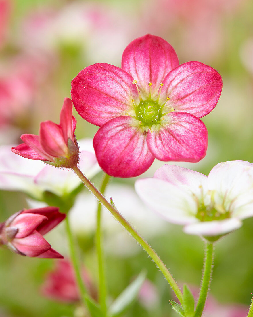 Saxifraga pink