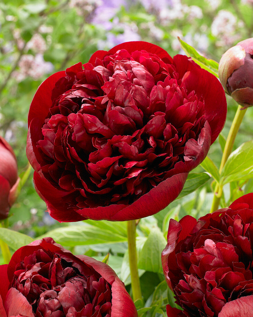 Paeonia Red Grace