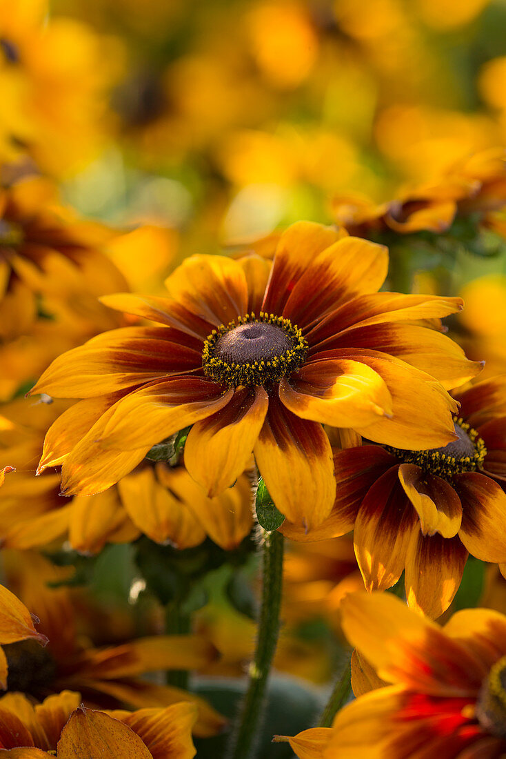 Rudbeckia Laughing SmileyZ ™