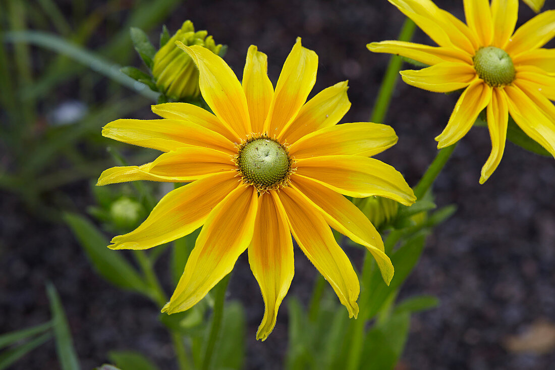 Rudbeckia