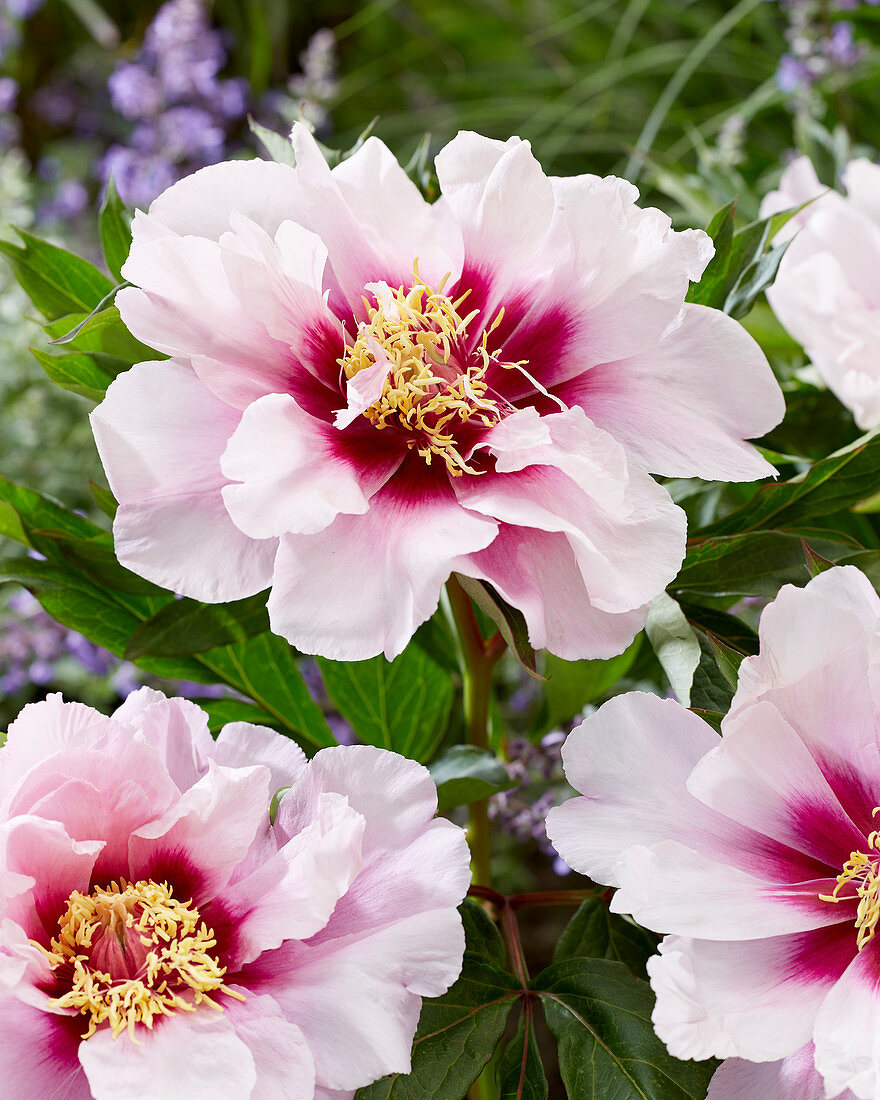 Paeonia Cora Louise