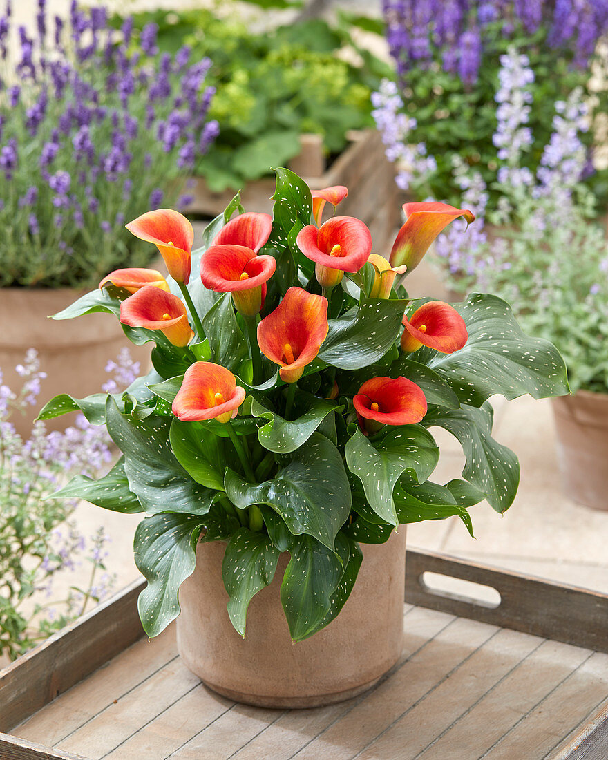 Zantedeschia 'Captain Fuego'