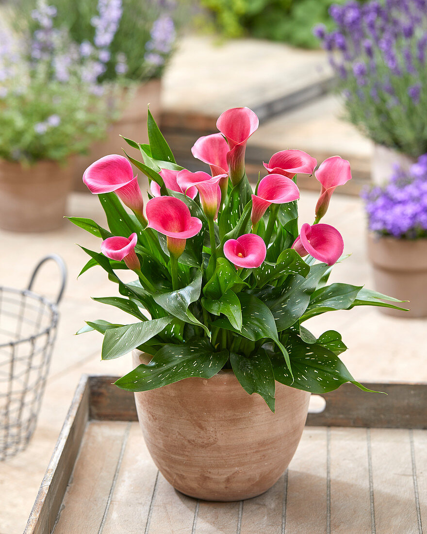 Zantedeschia 'Captain Cheerio'