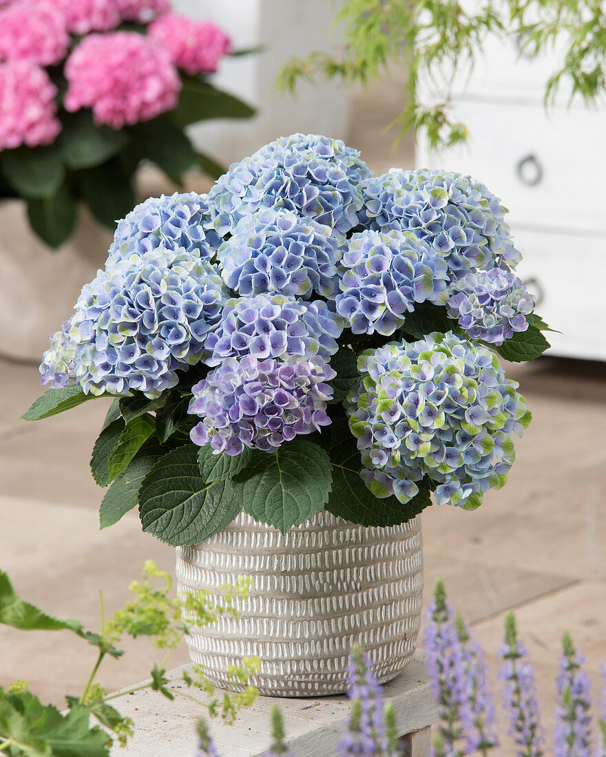 Hydrangea macrophylla Elizabeth Ashley Blue