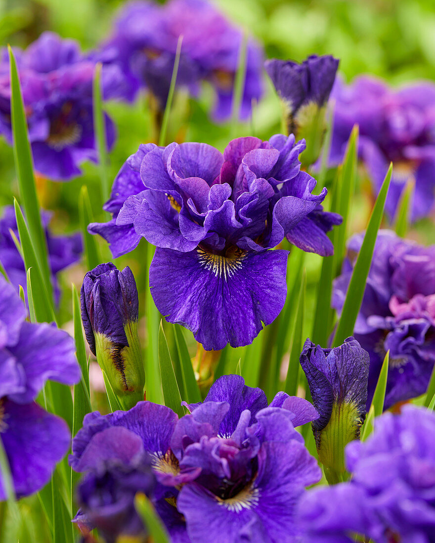 Iris ensata 'Heemskerk'