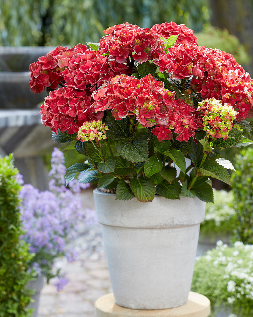 Hydrangea Multi-Double by Magical ® 'Red Red Wine'