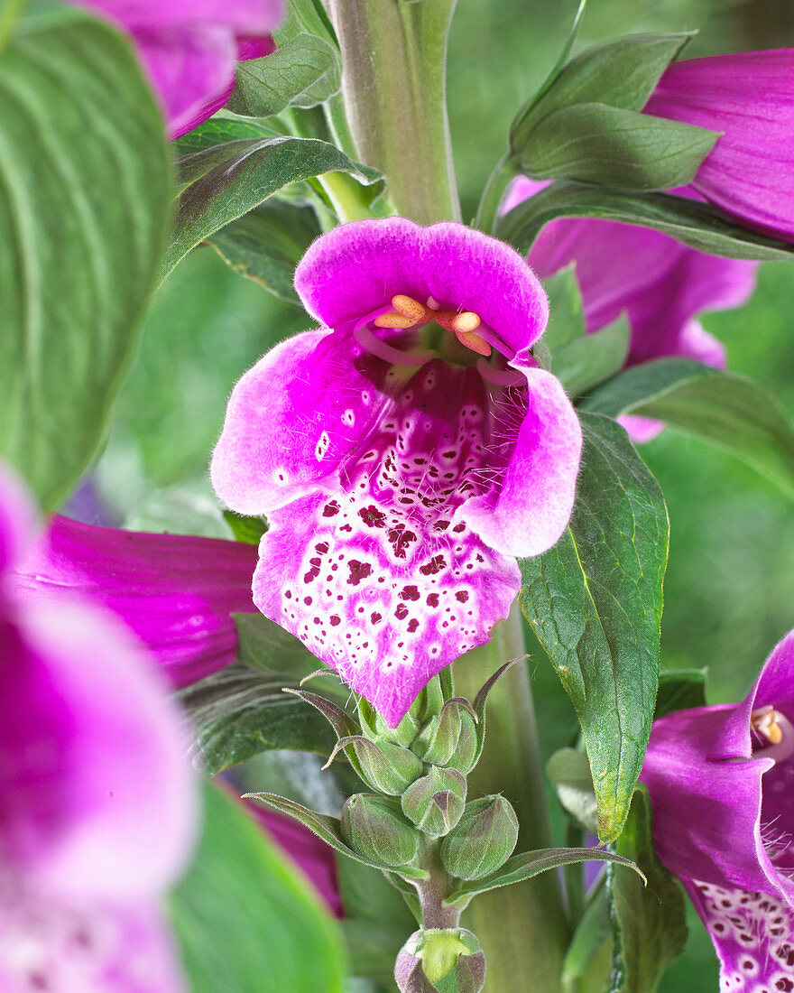 Digitalis 'Illumination Pink'