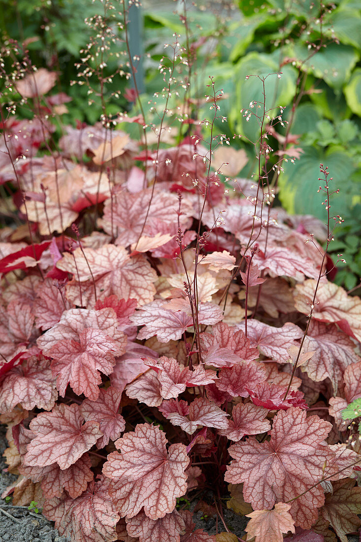 Heuchera 'Frosted Flame'