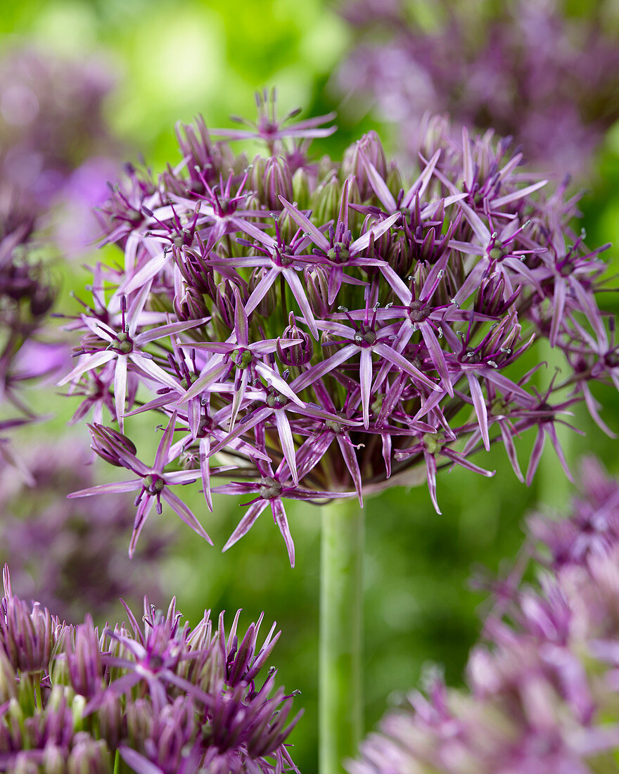 Allium 'Metallic Shine'