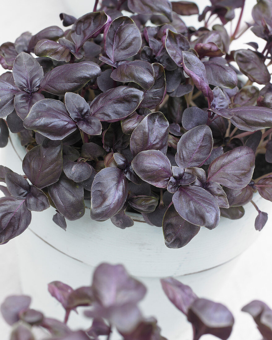 Mixed herbs, basil