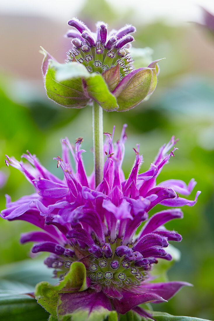 Monarda