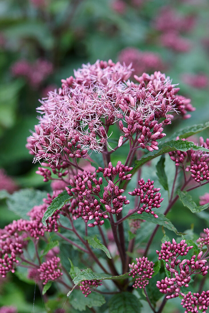 Eupatorium maculatum Red Dwarf