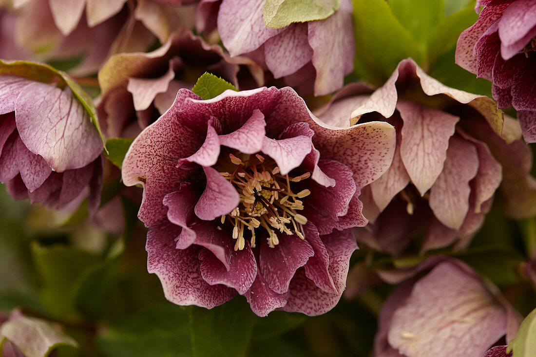 Helleborus