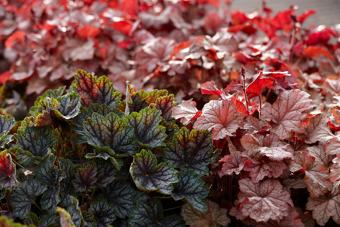 Heuchera