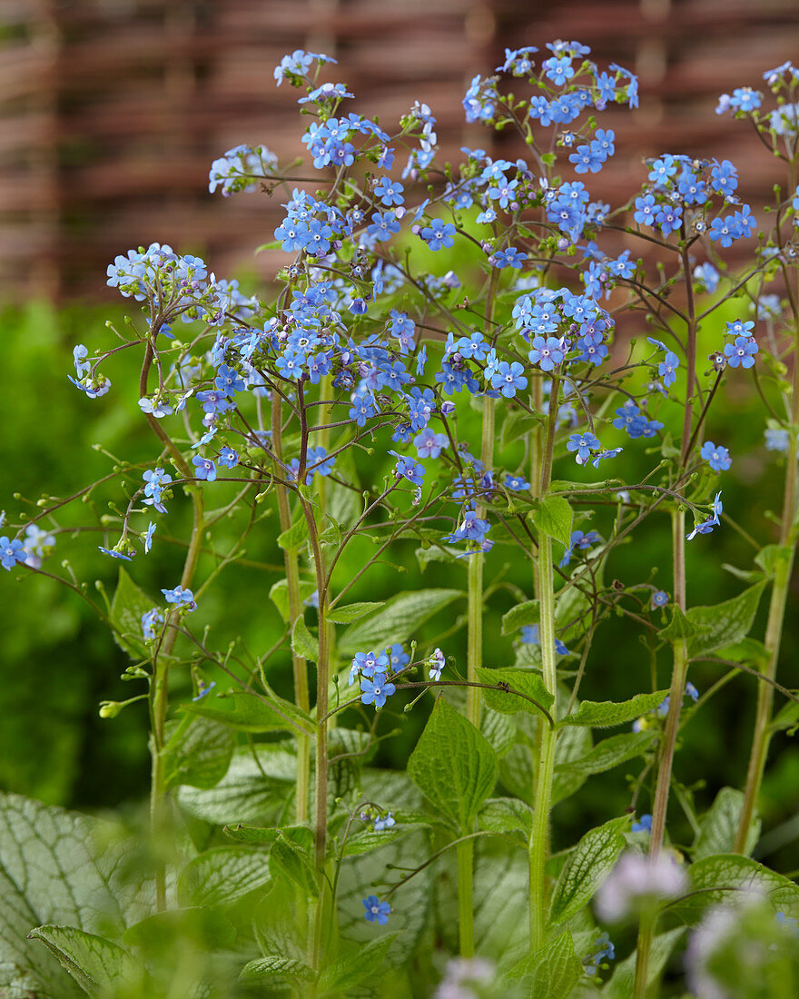 Brunnera macrophylla Silver Heart